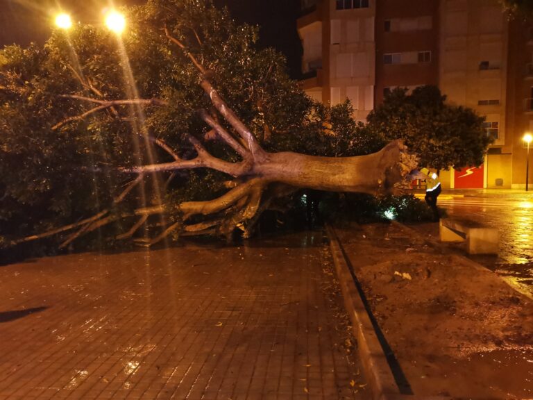 El temporal tomba un arbre de grans dimensions en la Ronda Joan Fuster